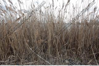 Photo Texture of Grass Tall 0004